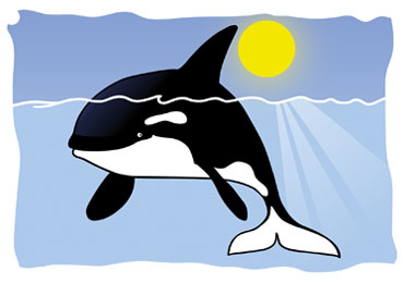 Postkarte orca